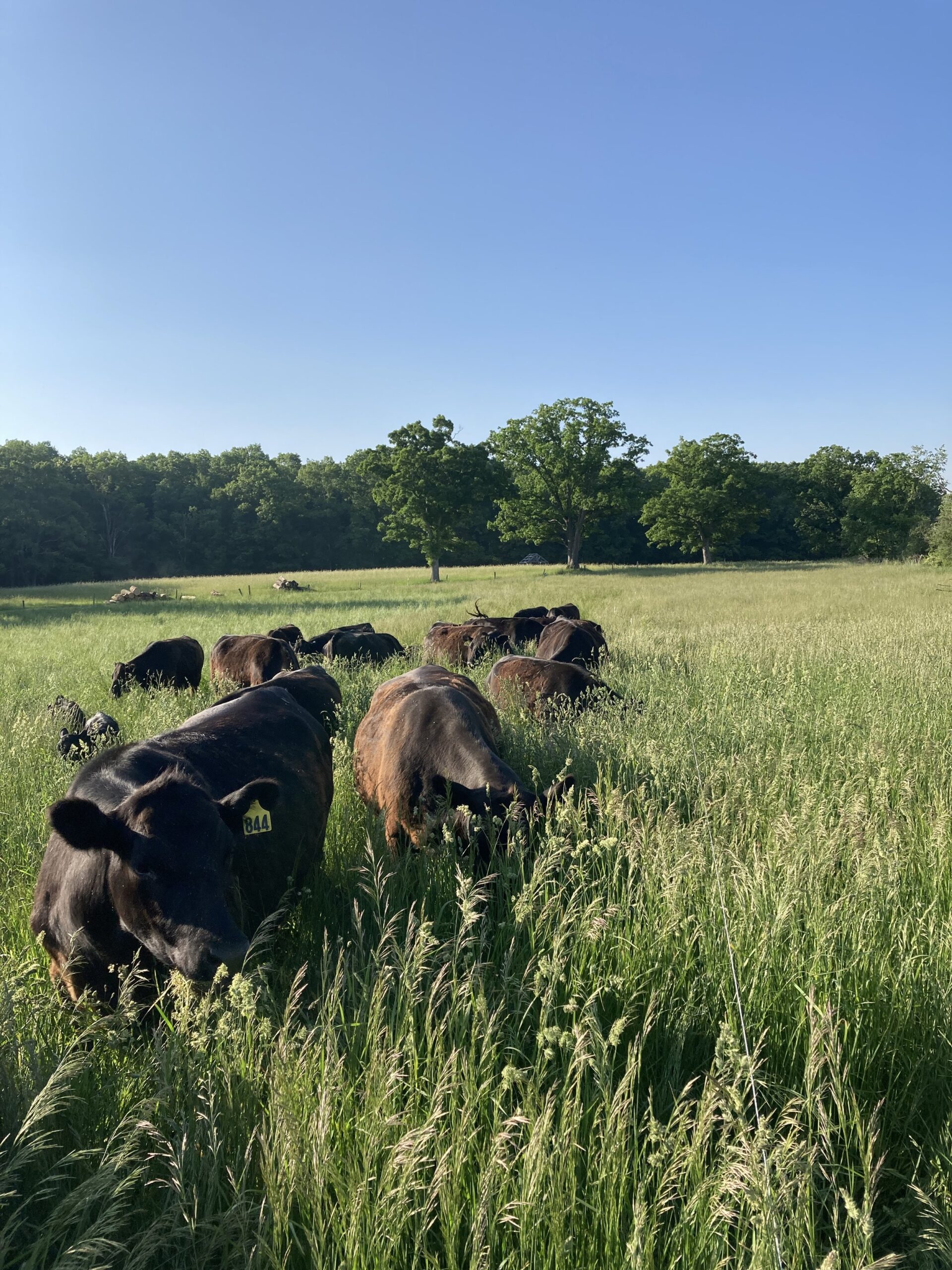 Herd of black cattle grazing in a lush green field under a clear blue sky, surrounded by trees in the background.