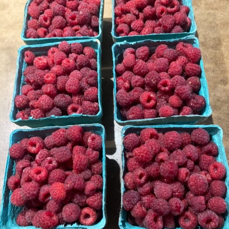 Freshly harvested raspberries in six blue containers, showcasing their vibrant red color and plump texture, perfect for desserts, smoothies, or healthy snacks.