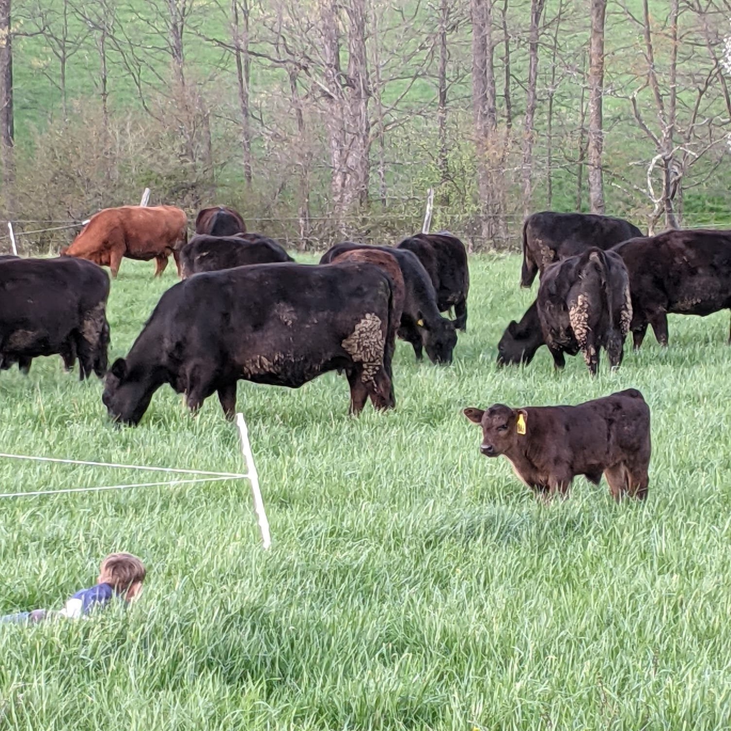 A child lying in tall grass watches a group of black cattle grazing in a lush green field, with a young calf standing nearby.